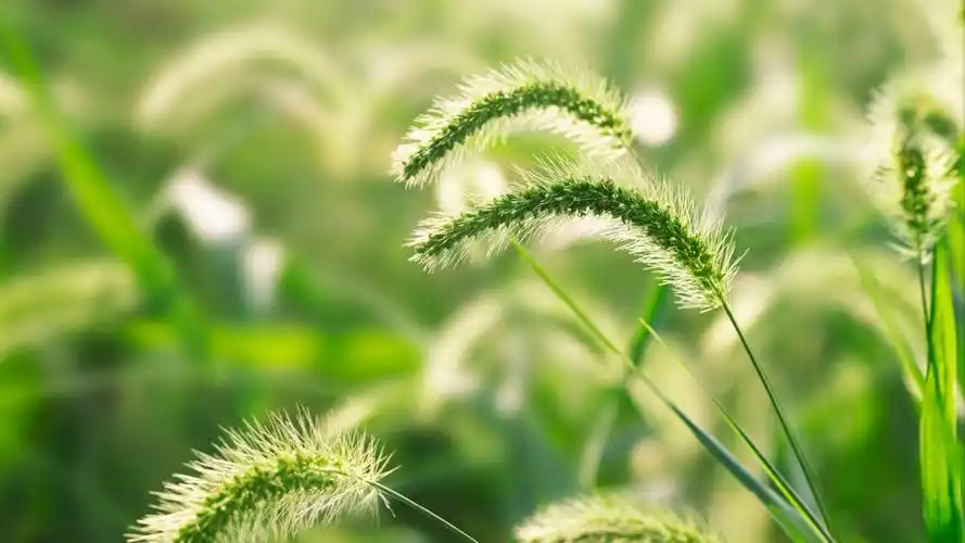 高清免费壁纸
