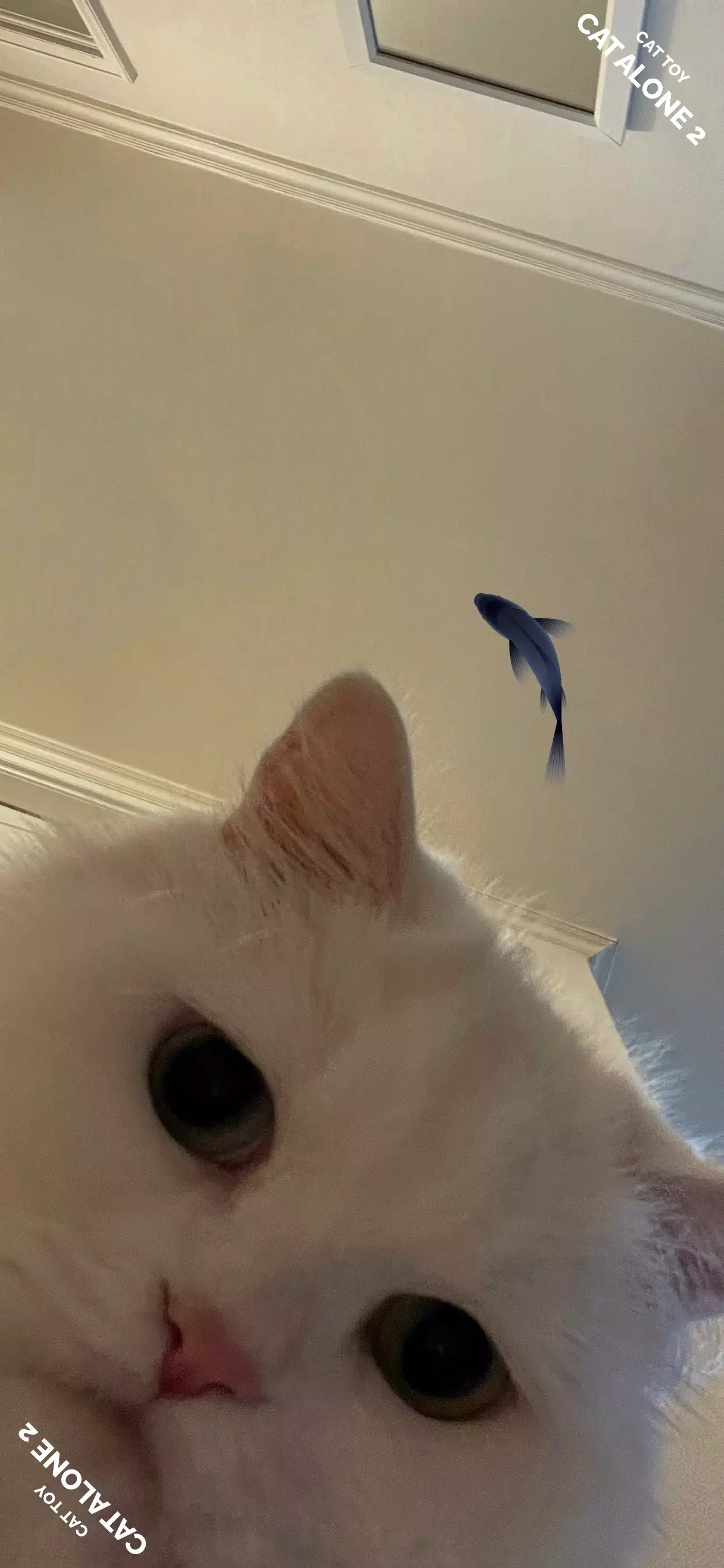 猫屿孤航2