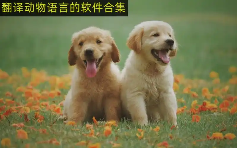 动物翻译