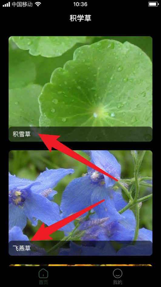 积学草