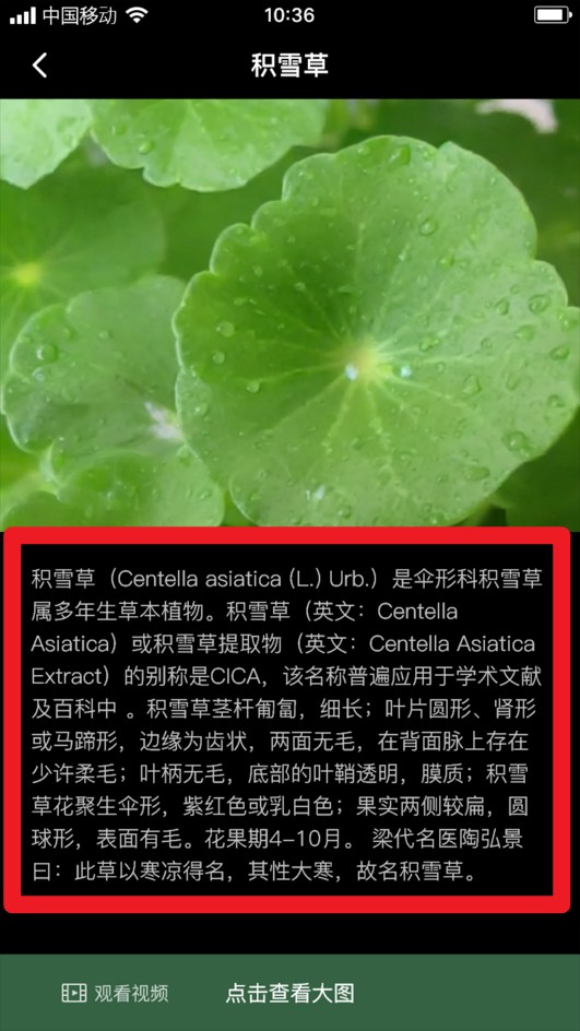 积学草