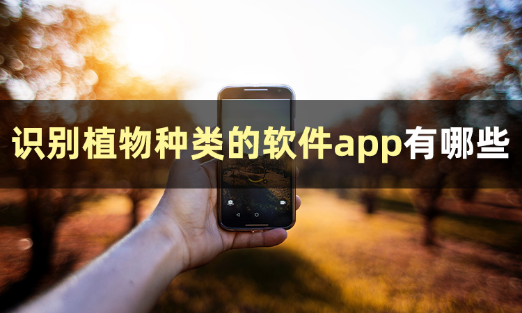 识别花草软件