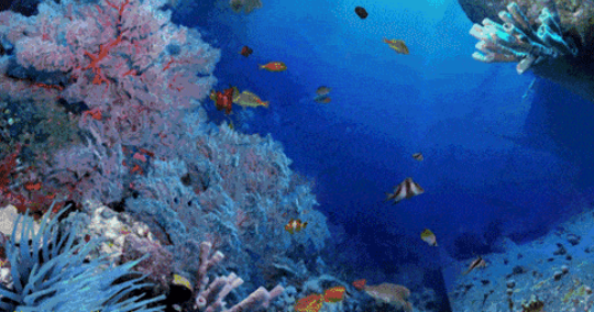 海底世界动态屏保