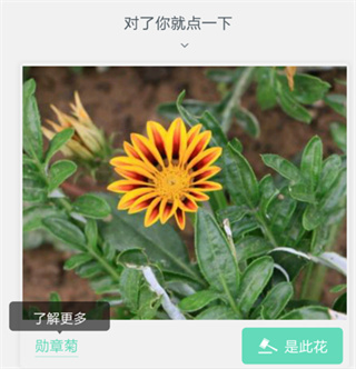 形色植物识别